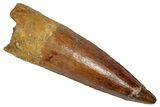 Fossil Spinosaurus Tooth - Real Dinosaur Tooth #331371-1